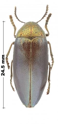 Réf. 229 162 : Sternocera klugii